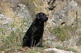 LABRADOR 102